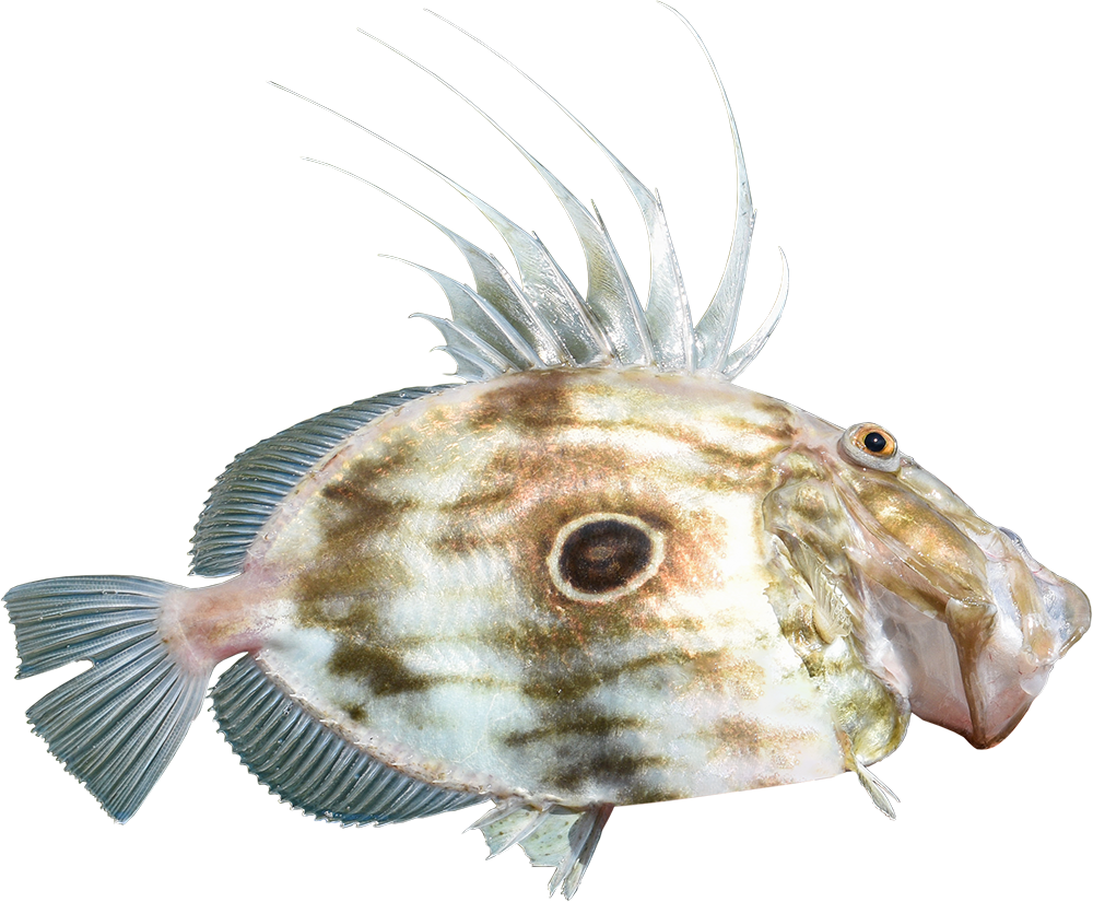 John Dory Species Guide